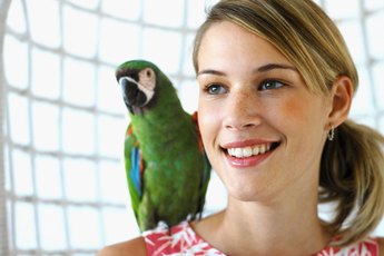 Cockatoos are affectionate but they require receiving as well as giving.