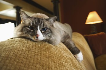 Cats are not immune to developing weight issues.
