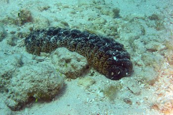 The Benefits of Sea Cucumber | Healthy Eating | SF Gate