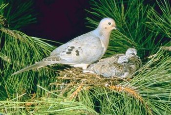 How To Attract Animals To Your Backyard Home Guides Sf Gate