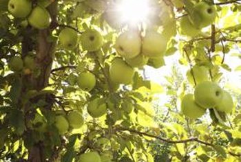 Crab Apple Pollination Chart