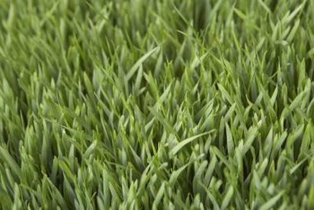 download cut worms in lawn download cut worms in lawn