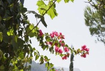 Cold Tolerant Perennial Vines Home Guides Sf Gate Cold Tolerant Perennial Vines Home Guides Sf Gate
