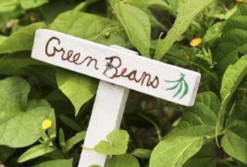 bean sun vegetables green sunscald beans plant loving grow bronzing transforms greenest foliage dried crumbling brown kind many