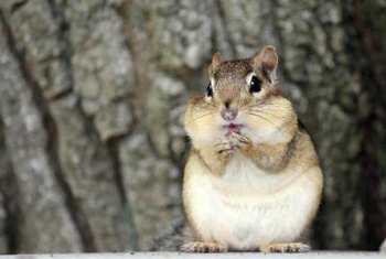 How To Keep Chipmunks Out Of Your Potted Plants Home Guides Sf