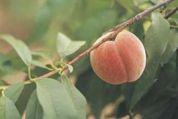 Bird deterrents help peaches find their way to your kitchen.