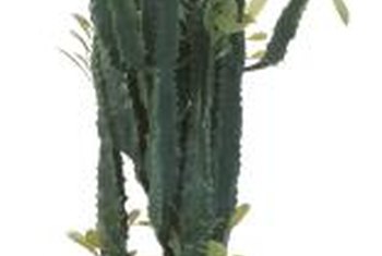 How to Prune a Cathedral Cactus | Home Guides | SF Gate