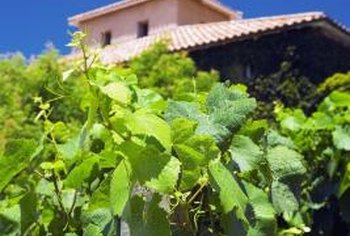 Grapevines can provide shade from the sun and a tasty snack.