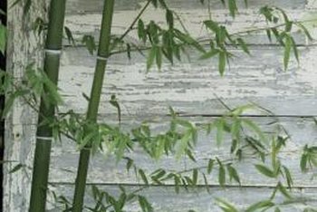 What To Do When Bamboo Overgrows A Pot Home Guides Sf Gate Grow Bamboo In Containers Indoors Or Outside