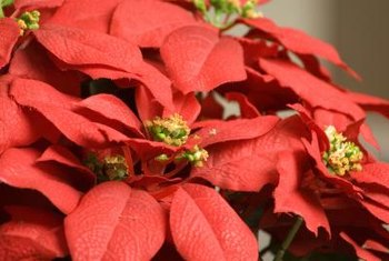 How to Propagate Poinsettia Cuttings | Home Guides | SF Gate