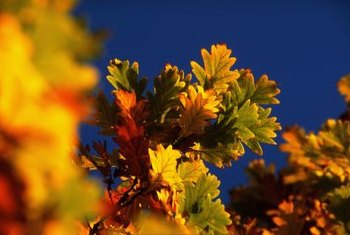 What Leaf Colors Do Oak Trees Have In Autumn Home Guides Sf Gate