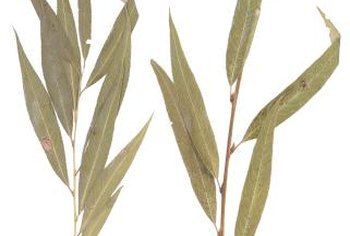 Information on Hybrid Willow Plants | Home Guides | SF Gate