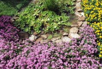 Evergreen Ground Covers For Zone 8 Home Guides Sf Gate