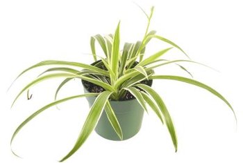 Spider Plant Food | Home Guides | SF Gate