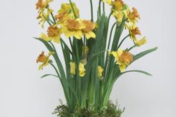 How Long Do Potted Daffodils Last? | Home Guides | SF Gate