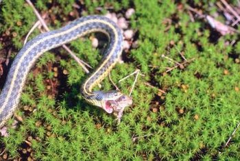 How To Remove Snakes From The House Home Guides Sf Gate