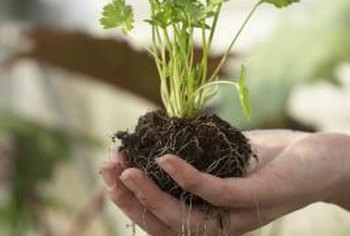 How to Encourage Root  Growth in Leggy Plants  Home  Guides 