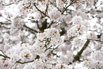 Growth Rates of Yoshino Cherry Trees | Home Guides | SF Gate