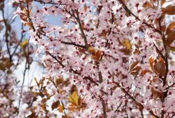 Decorative Cherry Trees Home Guides Sf Gate