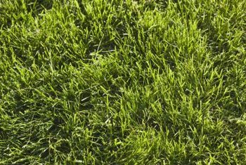 How To Adjust The Ph Of A Lawn With Sulfur Home Guides Sf Gate