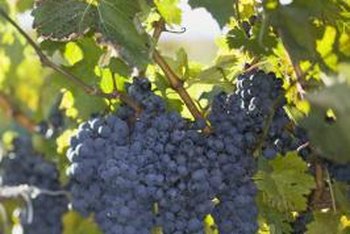 How To Prune Old Grape Vines Home Guides Sf Gate
