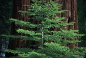 How to Grow Sequoias From Seeds | Home Guides | SF Gate