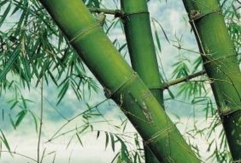 In What Type Of Pot Do You Put A Bamboo Plant Home Guides Sf Gate Large Bamboo Can Be Grown In A Pot But May Never Reach Its Full Size