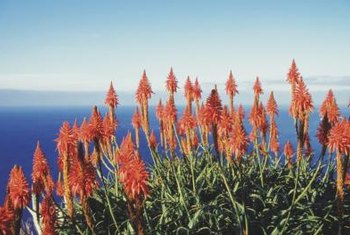 How Do I Prune Flowering Aloe Home Guides Sf Gate