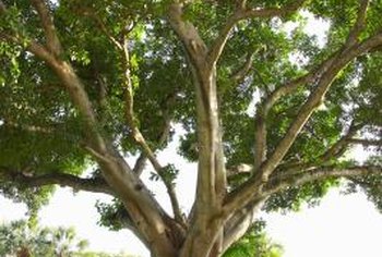When Do Fig Trees Blossom? | Home Guides | SF Gate