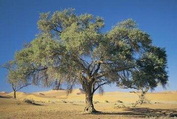 Image result for mustard bush