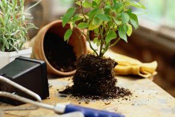  Tiny  Flies  in Flower Pots Home  Guides SF Gate