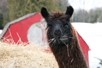 Fertilizing With Alpaca Manure Home Guides Sf Gate