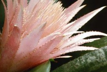Spots on Orchid Cactus Leaves | Home Guides | SF Gate