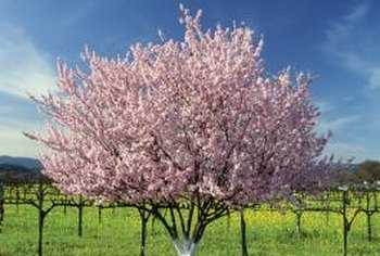 The Best Fungicide For Fruit Trees Home Guides Sf Gate