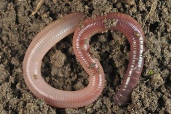 Do Worms Eat Coffee Grounds Home Guides Sf Gate