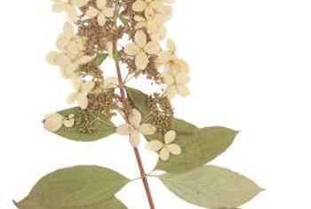 How to Prune Tardiva Hydrangea | Home Guides | SF Gate