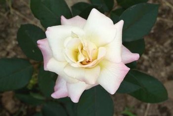 What To Plant With Hybrid Tea Roses To Cut Down On Disease - 