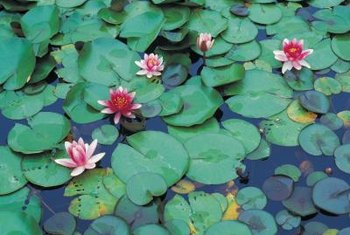 How To Turn An Old Bathtub Into A Pond Home Guides Sf Gate