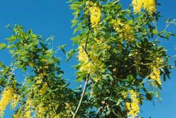 How to Treat Sunscald on a Golden Chain Tree | Home Guides ...