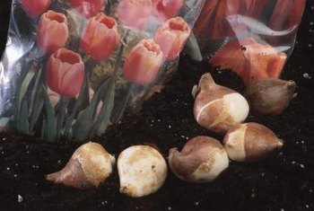 When Can I Plant Tulip Bulbs - It's Not Too Late to Plant Your Spring Bulbs