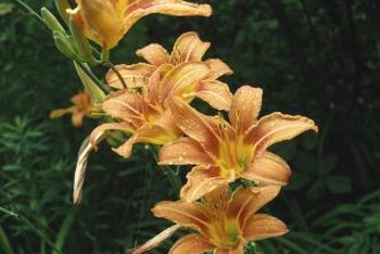 Are Daylilies Poisonous to Dogs? | Home Guides | SF Gate