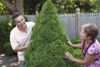 Decorative Topiary Trees Home Guides Sf Gate