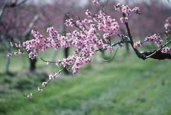 How to Care for a Red Haven Peach Tree | Home Guides | SF Gate