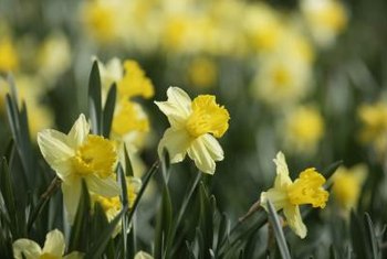 How To Care For A Tete A Tete Daffodil Home Guides Sf Gate