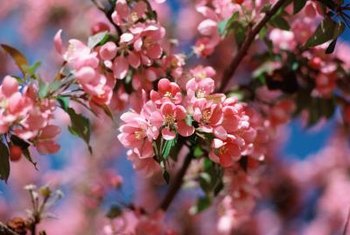 The Best Time to Plant a Yoshino Cherry | Home Guides | SF ...