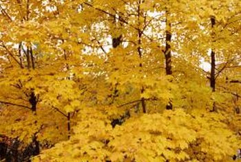 best time to trim maple trees best time to trim maple trees