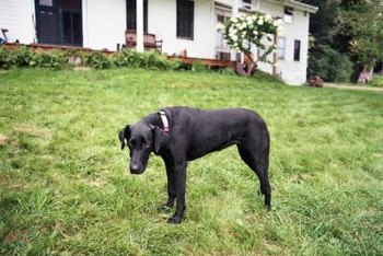 Do dogs need grass backyard