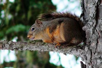 How To Stop Squirrels From Eating House Wiring Home Guides Sf Gate