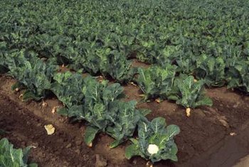 Cauliflower Plant Spacing Home Guides Sf Gate