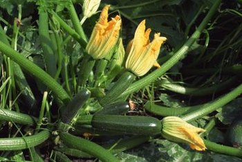 A Newly Planted Zucchini Is Turning Yellow | Home Guides ...